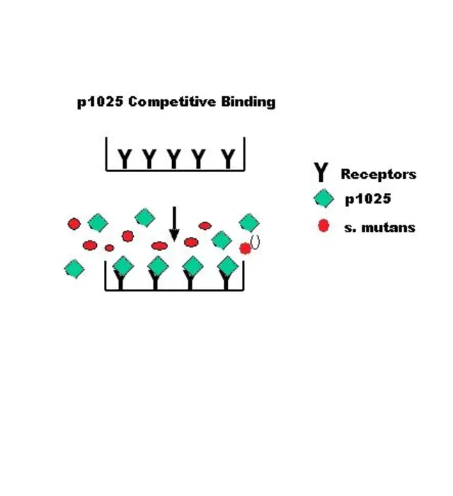 Competitive-Binding Luminescence Assay : 竞争结合发光分析