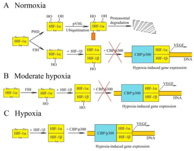 Hypoxia-Inducible Factor : 缺氧诱导因子