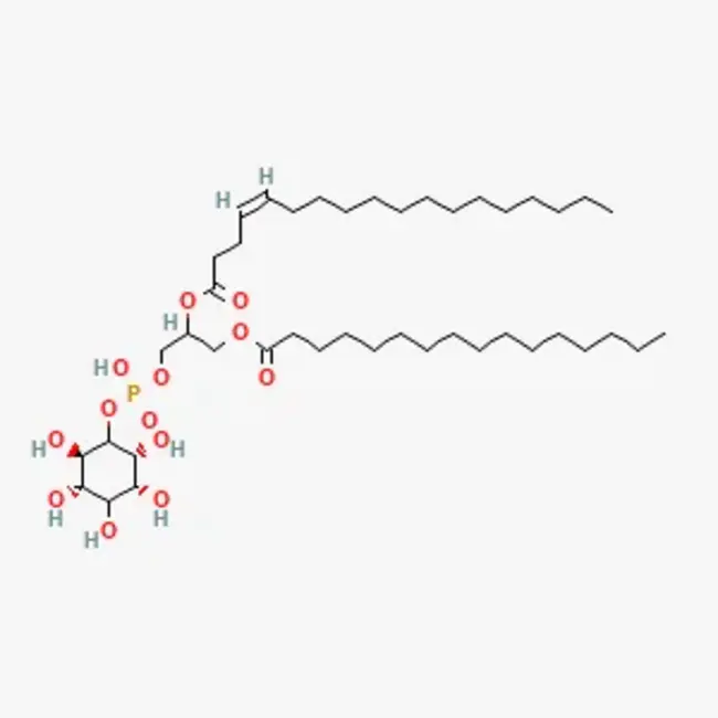 phosphatidylinositol 3 : 磷脂酰肌醇3