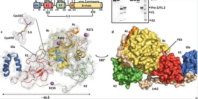 Prothrombin Ratio : 凝血酶原比率