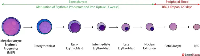 megakaryocyte-erythroid progenitor cell : 巨核细胞红系祖细胞