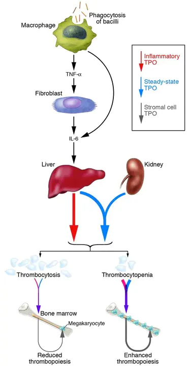 thrombopoietin : 血小板生成素