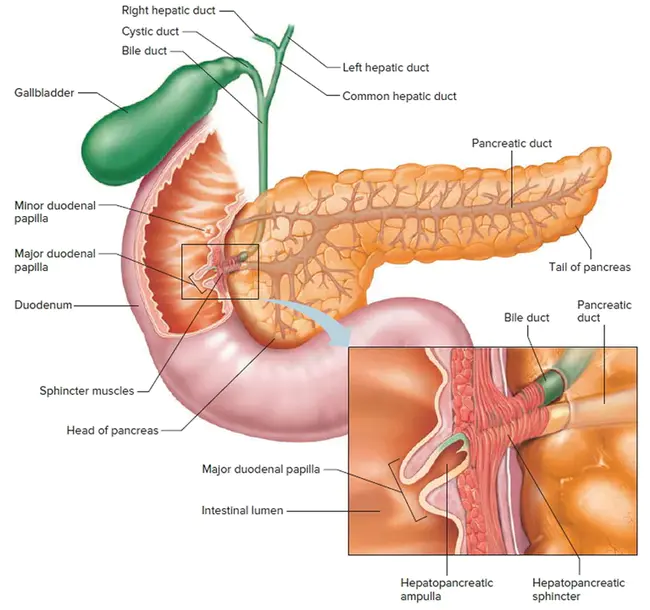 Common Myeloid Progenitors : 普通髓系祖细胞