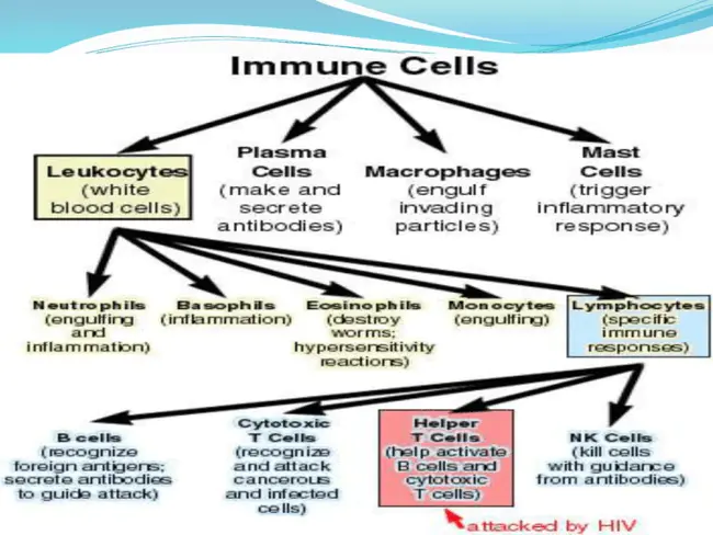 Granulocyte Progenitor : 粒细胞祖细胞