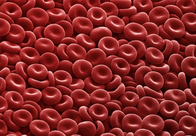 Erythrocyte Progenitor : 红细胞祖细胞