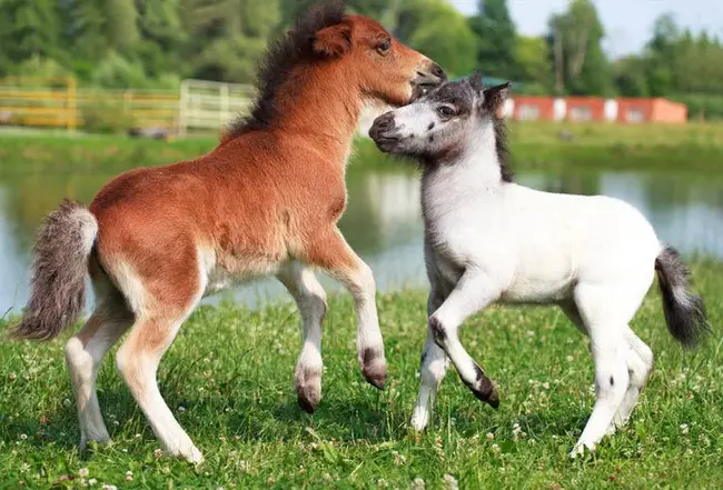 Falabella Miniature Horse Association : 法拉贝拉小型马协会