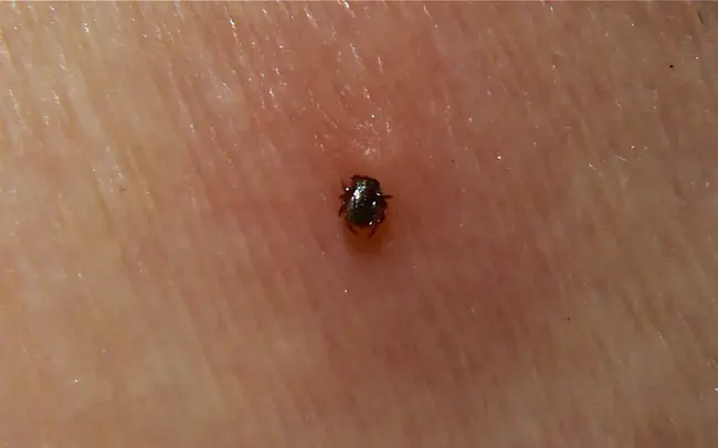 Ticks Per Second : 每秒滴答数