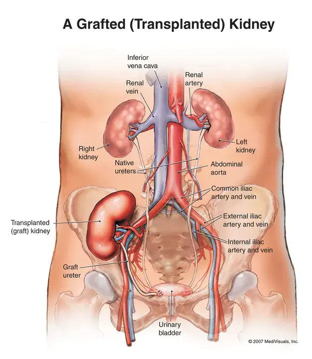 Kidneys Ureters Bladder : 肾、输尿管、膀胱