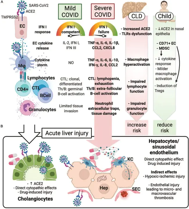 Middle East Respiratory Syndrome Coronavirus : 中东呼吸综合征冠状病毒