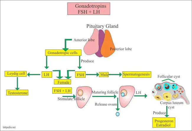 Leuteinizing Hormone-Releasing Hormone Agonist : 白血病激素释放激素激动剂