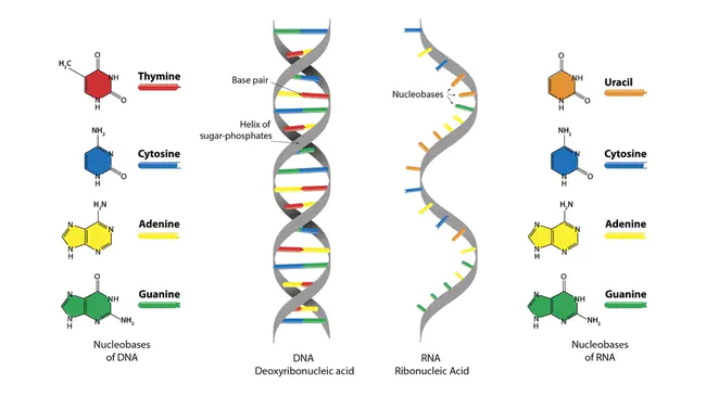 RiboNucleic Acid Interference : 核糖核酸干扰