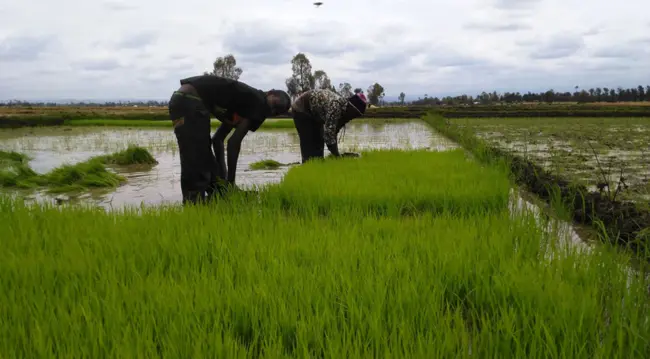 Landless Agricultural Labourer : 无地农业劳动者