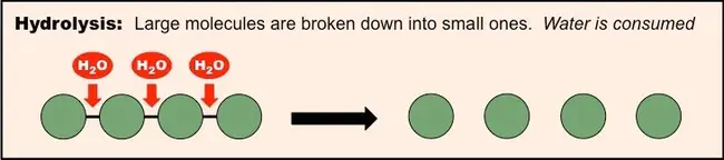 Catabolic gene activator proteins : 分解代谢基因激活蛋白