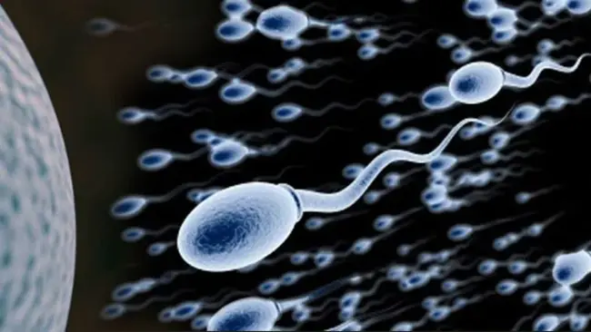 Sperm Mother Cells : 精子母细胞