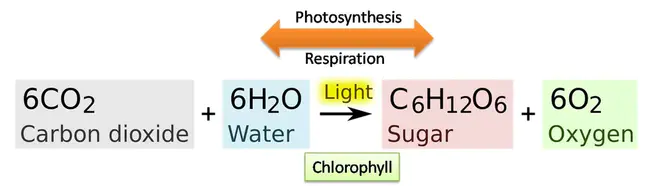 Photosynthetic Quotient : 光合商