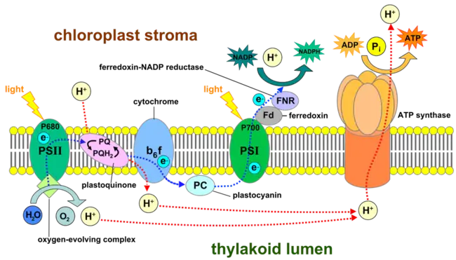 Photosystem : 光系统