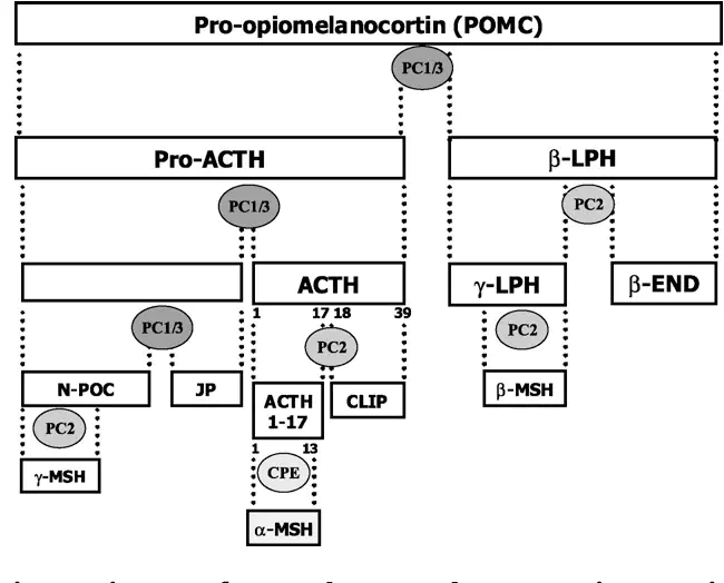 Melanocyte stimulating hormone releasing hormone : 促黑素细胞激素释放激素