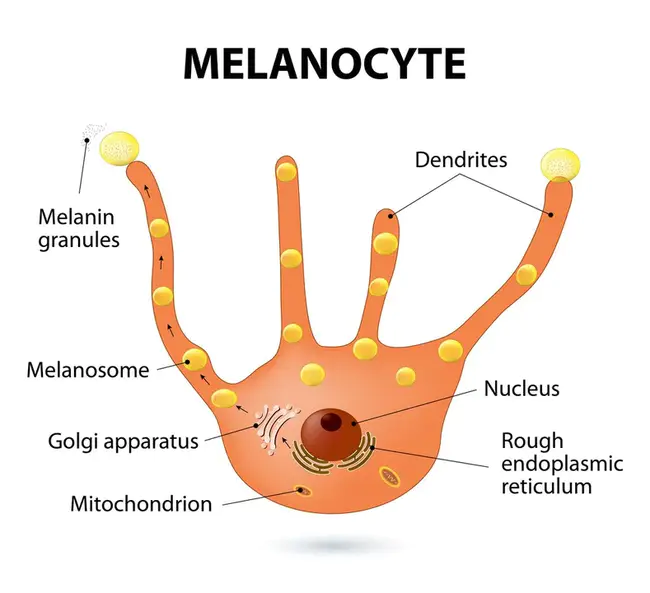 Melanocyte stimulating hormone inhibiting hormone : 黑素细胞刺激素抑制激素