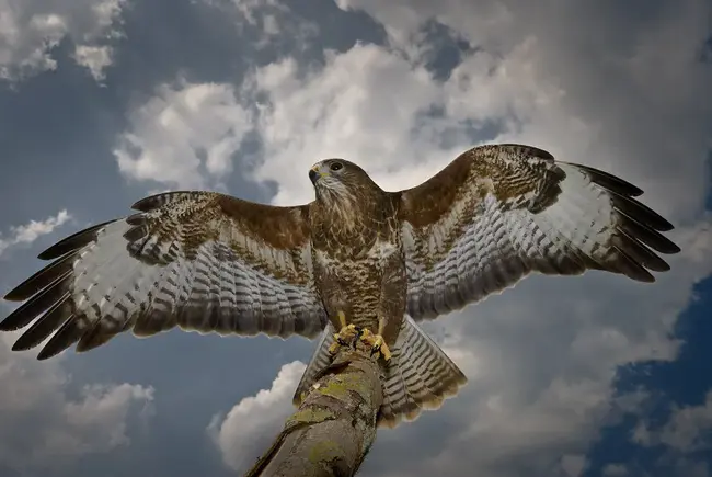 Buzzards Bay Village Association : Buzzards Bay村协会