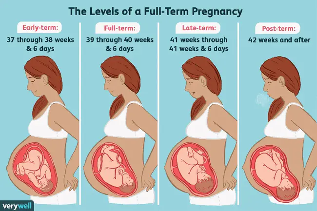 Full-Term : 足月