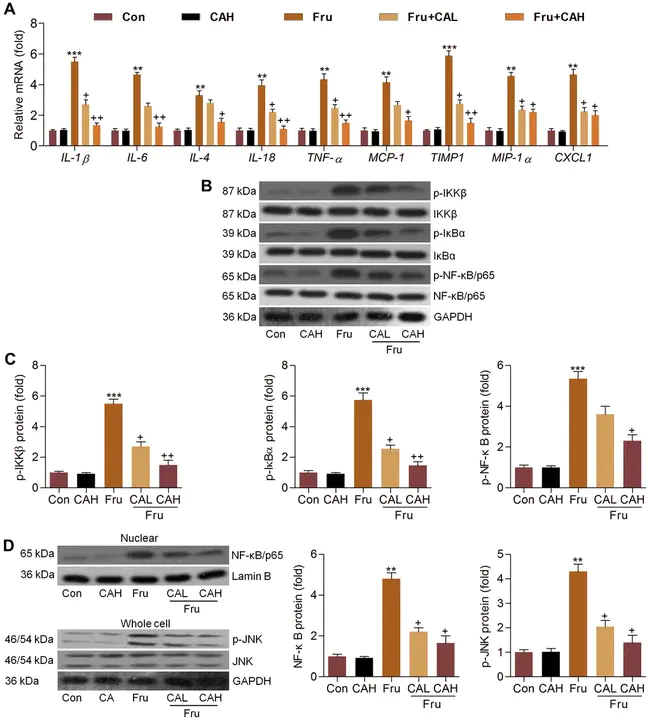 Carbohydrate-Deficient Transferrin : 碳水化合物缺乏转铁蛋白