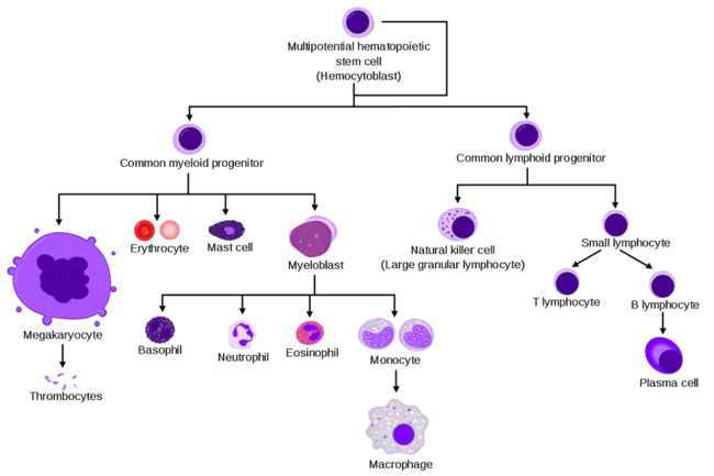 hematopoietic stem cell(s) : 造血干细胞