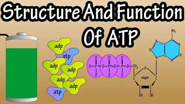 ATP Citrate Lyase Kinase : ATP柠檬酸裂合酶激酶