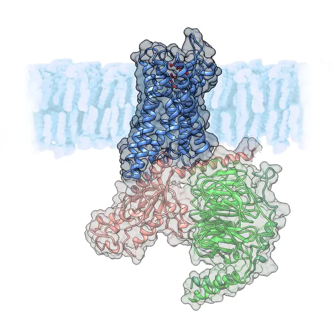 G-protein-coupled receptor : G蛋白偶联受体