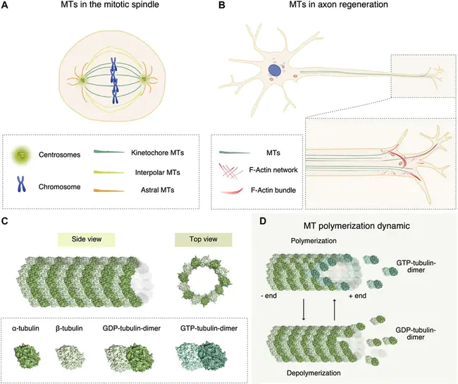 microtubule antagonist monomethyl auristatin E : 微管拮抗剂金黄色葡萄球菌素E