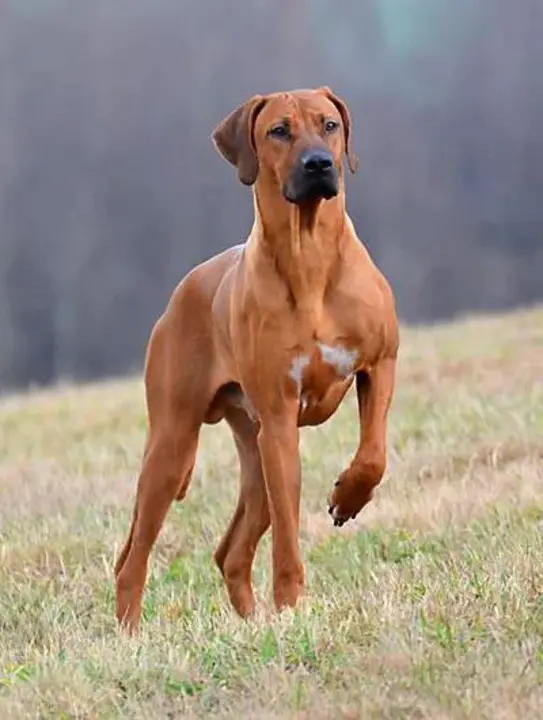 Rhodesian Ridgeback On Guard : 罗得西亚山脊后卫