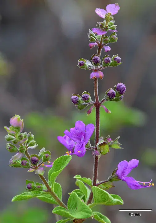 Ocimum Tenuiflorum : 天竺葵