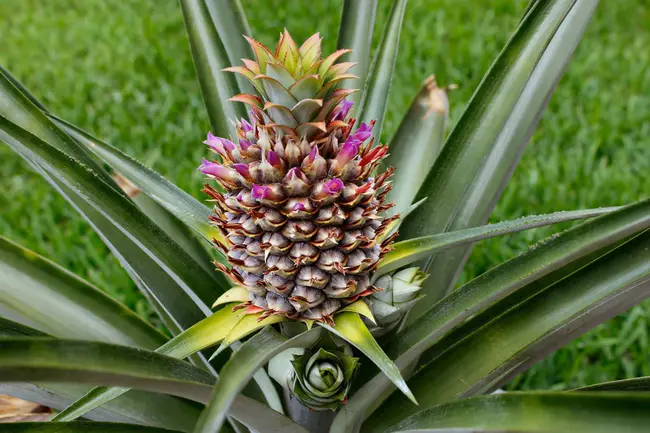 Pineapples Are The Best : 菠萝是最好的