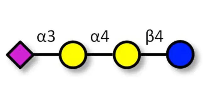 Sialylated Glycopeptides : 唾液酸糖蛋白