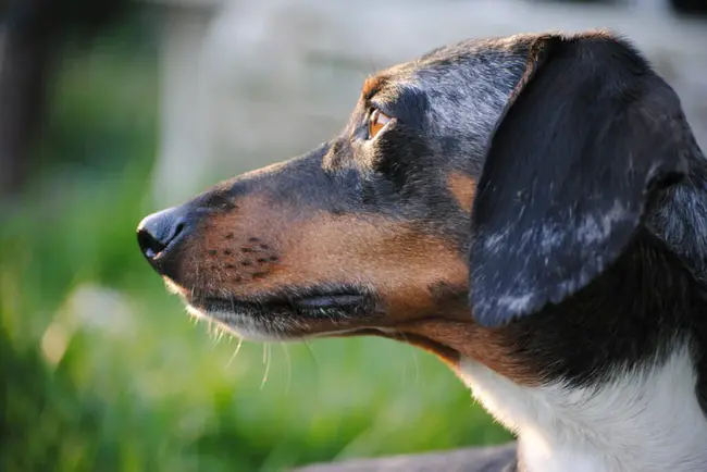 Coast to Coast Dachshund Rescue : 海岸对海岸达克斯洪德救援