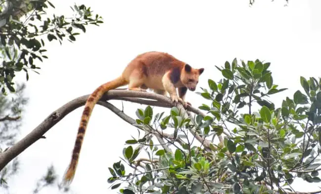 Tree Kangaroo and Mammal Group : 树袋鼠和哺乳动物群