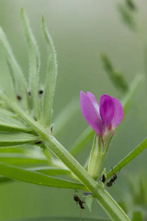 Vicia Faba Cotyledon Residue : 蚕豆子叶残留物