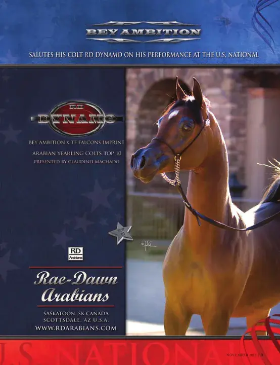 Minnesota Arabian Horse Association : 明尼苏达阿拉伯马协会