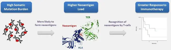 Point Accepted Mutations : 点接受突变