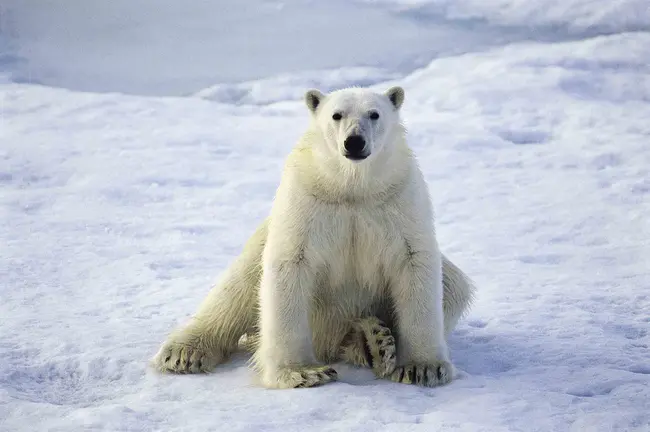 Arctic Brotherhood : 北极兄弟会