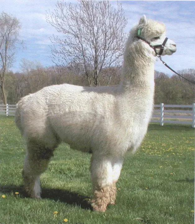 Alpaca Breeders of the Rockies : 落基山脉的羊驼饲养员