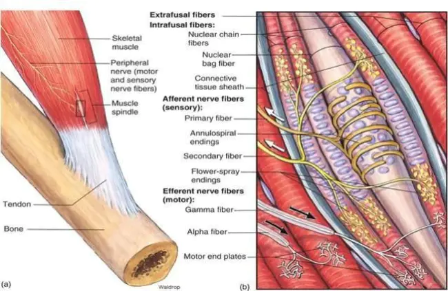 Spinal Muscular : 脊肌的