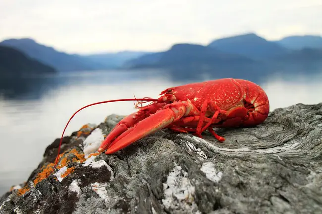 Lobster Management Area : 龙虾管理区