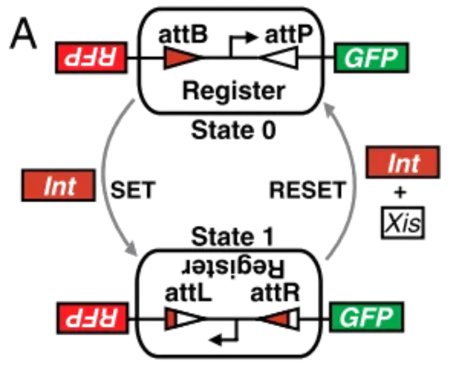 Bisynchronous Packet Assembler Disassembler : 双同步分组汇编程序反汇编程序