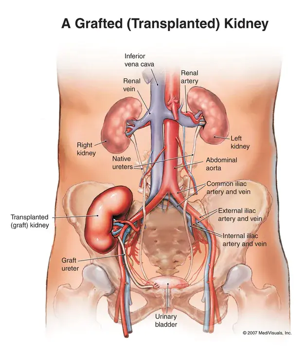 Kidneys Ureter and Bladder : 肾、输尿管、膀胱