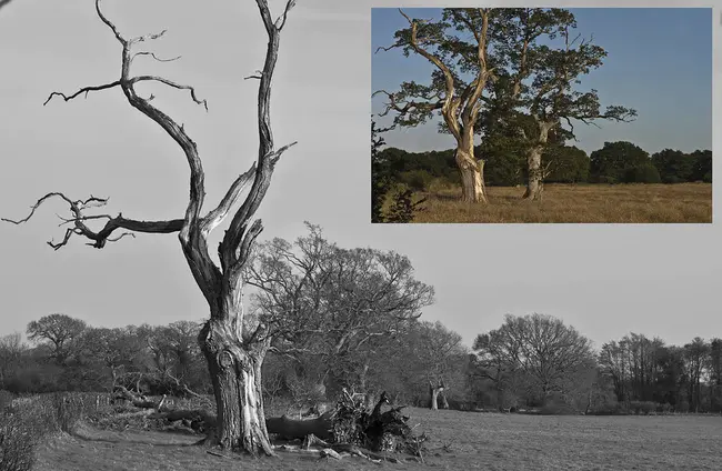 Dead Tree Format : 死树格式