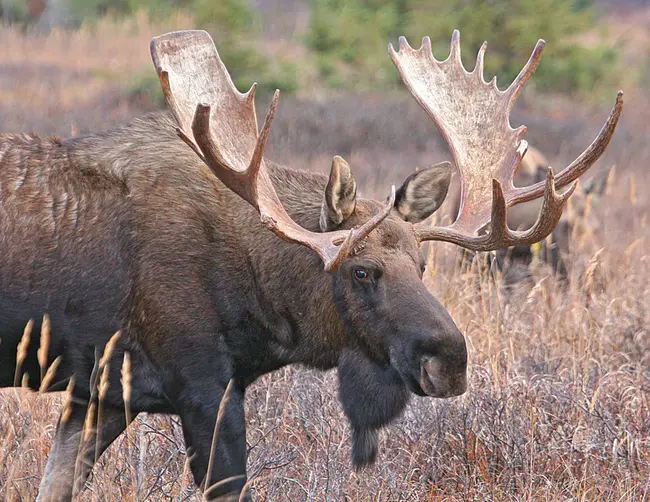 Moose River Management Unit : 驼鹿河管理股