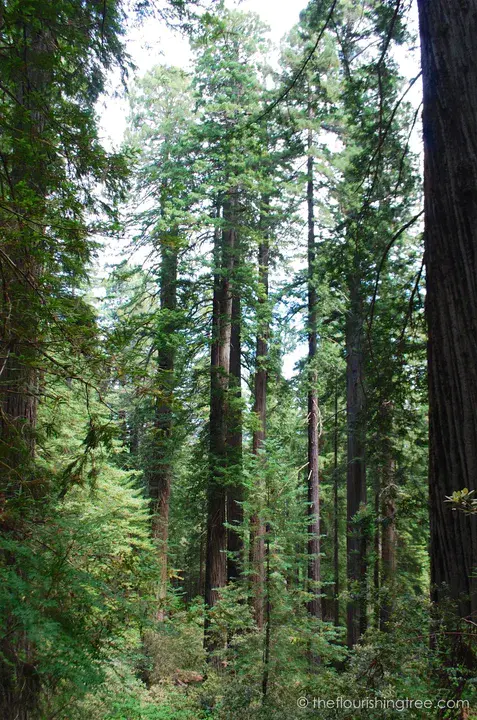 Big Tree Points : 大树点