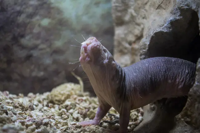 Naked Mole Rat : 赤裸的Mole Rat