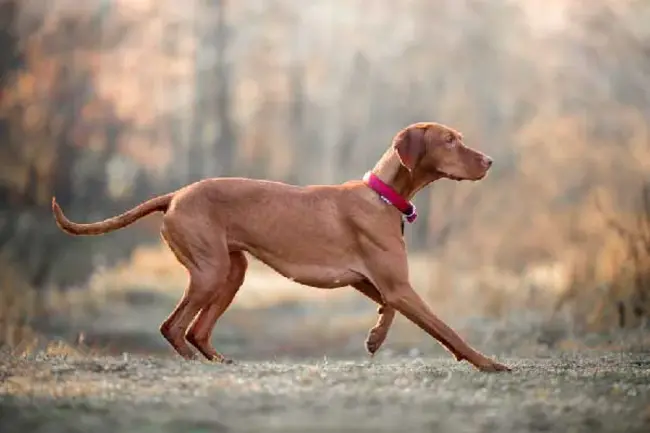 Vizsla Menstral Syndrome : 维兹拉月经综合症