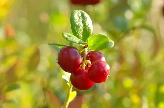 Fruit Tree Replant Problem : 果树再植问题